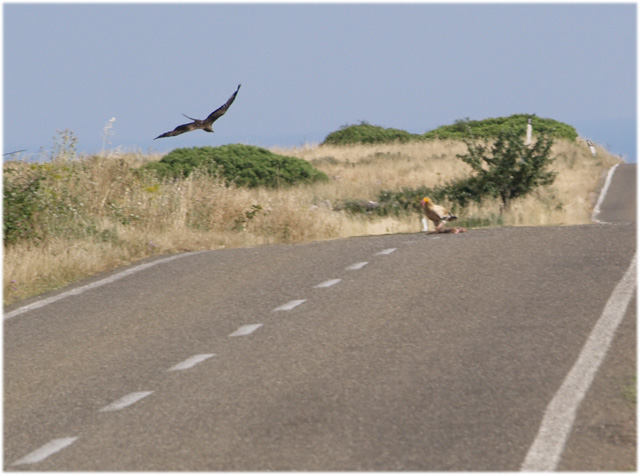 Capovaccaio imprudente